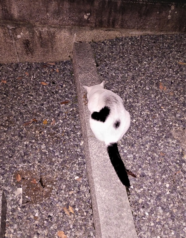 伏見稲荷でであったハートマークの猫ちゃん