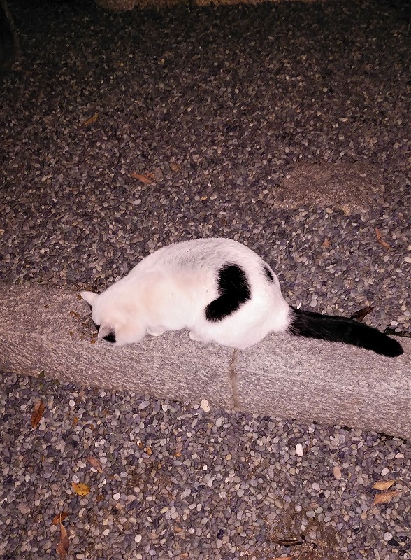 伏見稲荷で出会ったハートマークの猫ちゃん
